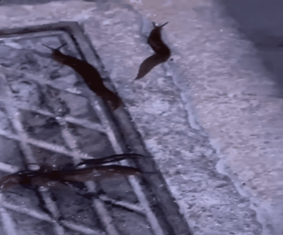 Organismi acquatici nella fontana di Acquaviva: cosa sta succedendo?”