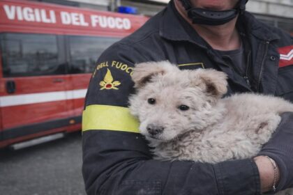 Cucciolo di maremmano salvato durante un salvataggio eroico dei Vigili del Fuoco ad Acquaviva delle Fonti.