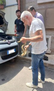 Serpente in via Sant’Anna