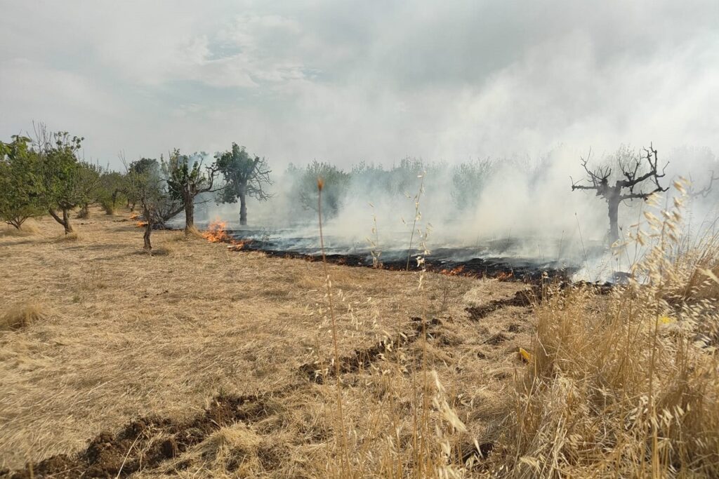 Incendio in Contrada San Benedetto: paura ad Acquaviva delle Fonti 4 Incendio in Contrada San Benedetto paura ad Acquaviva