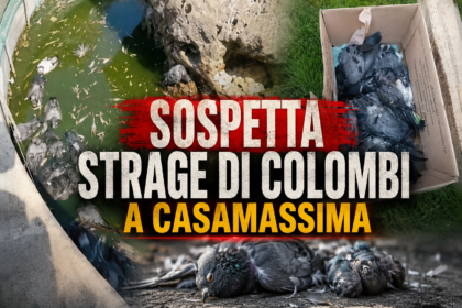 Sospetta strage di colombi a Casamassima: interviene Balzoo Acquaviva 7 Strage di colombi a Casamassima: interviene Balzoo Acquaviva