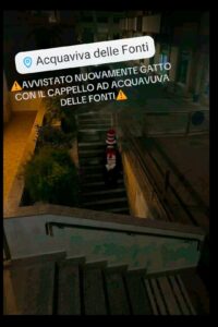 Gatto col cappello ad Acquaviva delle Fonti: è una bufala virale, nessuna denuncia
