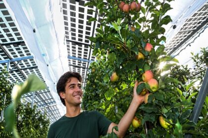 agrivoltaico Puglia, pannelli fotovoltaici semitrasparenti sopra un frutteto